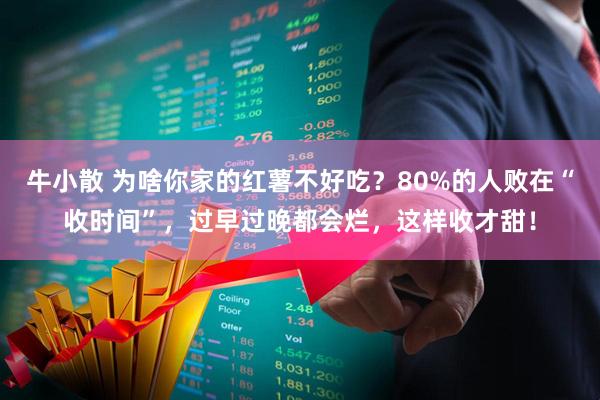 牛小散 为啥你家的红薯不好吃？80%的人败在“收时间”，过早过晚都会烂，这样收才甜！